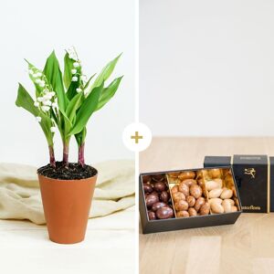 Muguet en pot et ses chocolats - Livraison de fleurs - Interflora