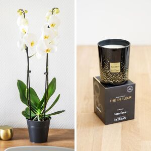 Orchidee Candide et sa bougie parfumee Esteban - Livraison Fleurs & Cadeaux - Interflora