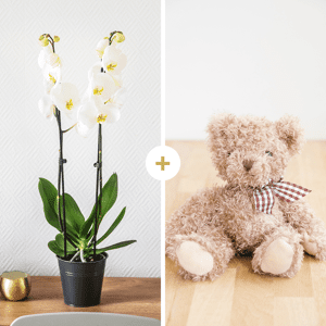 Orchidee Candide et son ourson Harry - Fleurs & Cadeaux Interflora