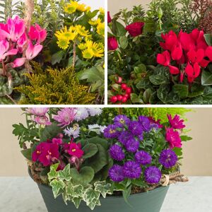 La coupe de plantes du fleuriste - Livraison de fleurs deuil - Interflora