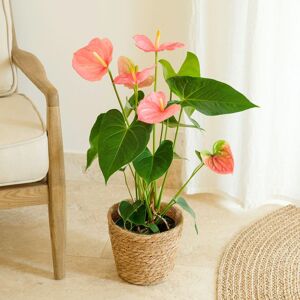 Interflora Anthurium - Interflora - Livraison plantes fleuries d'intérieur