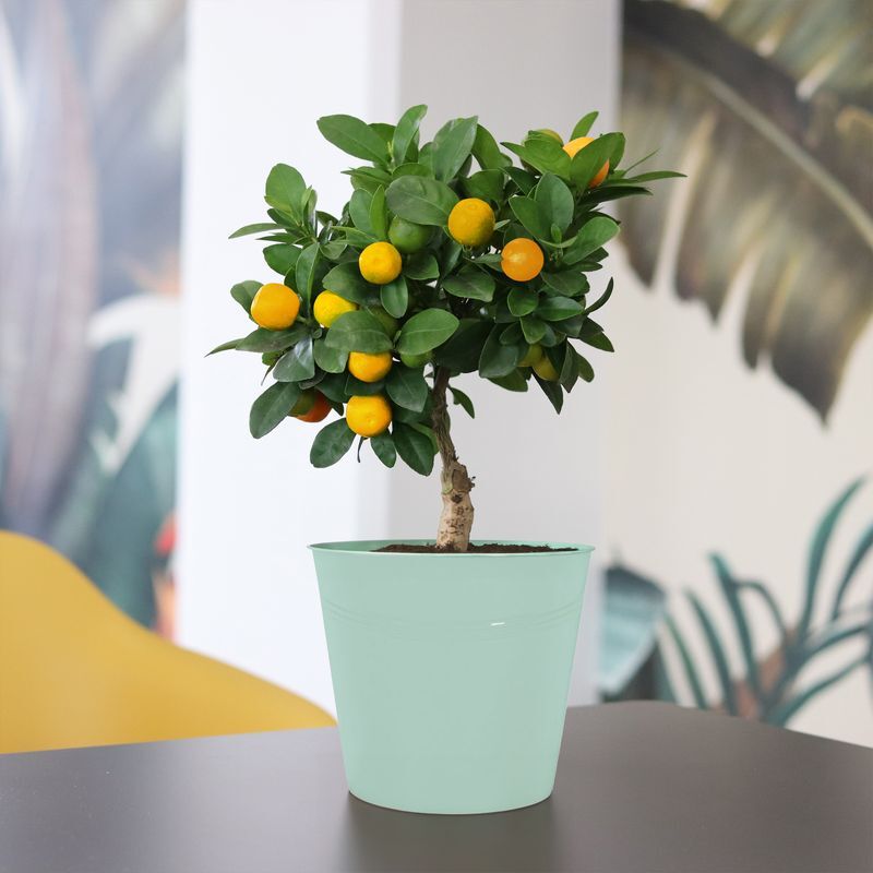 Interflora Calamondin - Interflora - Livraison plantes d'intérieur