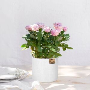 Rosier rose et son cache pot - Interflora - Livraison