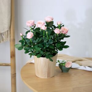 Rosier rose et son cache pot - Interflora - Livraison