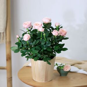 Interflora Rosier rose et son cache pot - Interflora -