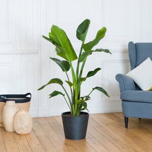 Interflora Strelitzia - Interflora - Livraison plantes vertes d'intérieur