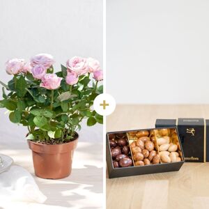 Rosier et ses chocolats - Livraison de fleurs - Interflora