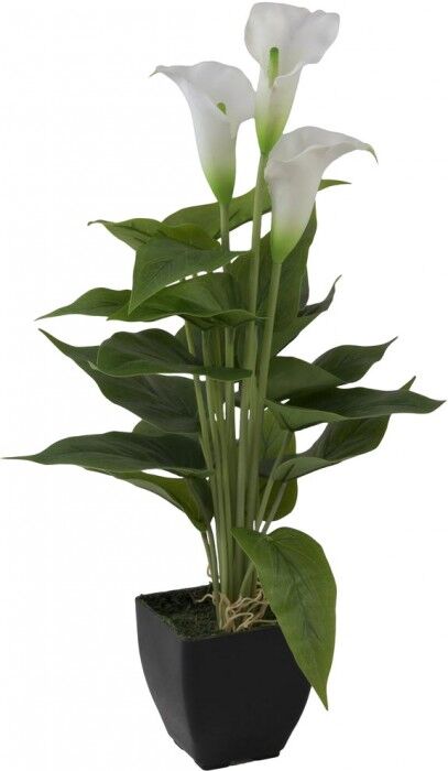 EUROPALMS Mini Calla, plante artificielle, blanc, 43cm - Fleurs