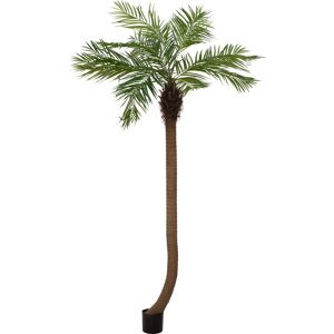 EUROPALMS Palmier Phoenix luxor incurvé, plante artificielle, 240cm - Palmiers