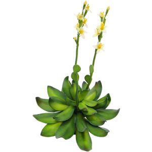 EUROPALMS Houseleeks (EVA), artificielles, jaunes, 32cm - Fleurs