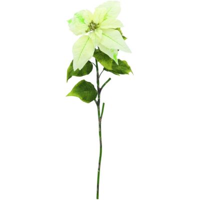 Europalms Poinsettia, cream, 70cm - Fleurs - Publicité Europalms Poinsettia, cream, 70cm - Fleurs - Publicité