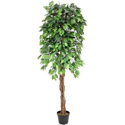 EUROPALMS Ficus Tree Multi-Trunk, plante artificielle, 180cm - Arbres - Publicité EUROPALMS Ficus Tree Multi-Trunk, plante artificielle, 180cm - Arbres - Publicité