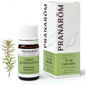 Pranarom Huile Essentielle Ledon du Groenland 5ml