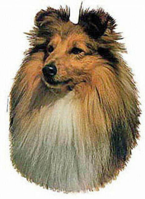 Difac Autocollant race Shetland 14 cm - Lot de 2 Difac Autocollant race Shetland 14 cm - Lot de 2