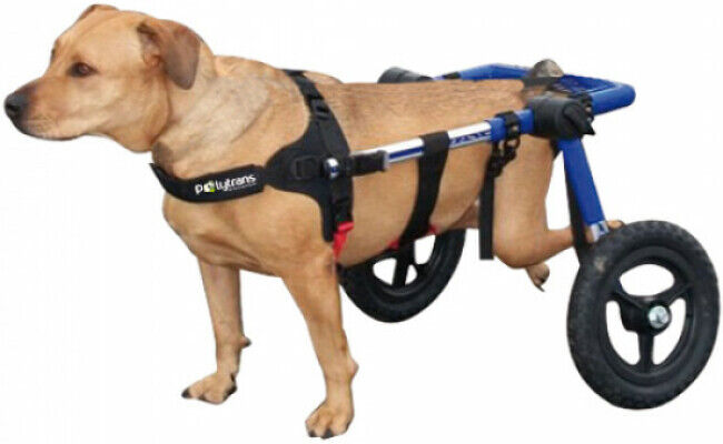 Walkin Wheels - Polytrans Chariot Canis-Cart Liberty T4 Walkin Wheels - Polytrans Chariot Canis-Cart Liberty T4