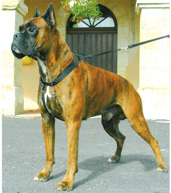 Difac Harnais pour empêcher le chien de tirer Sympa Dog T2 Difac Harnais pour empêcher le chien de tirer Sympa Dog T2