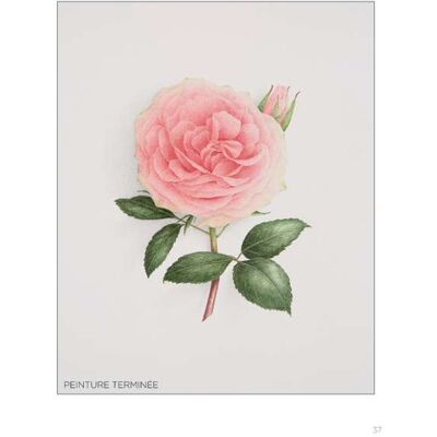Editions de Saxe Galerie botanique à l'aquarelle - Publicité Editions de Saxe Galerie botanique à l'aquarelle - Publicité