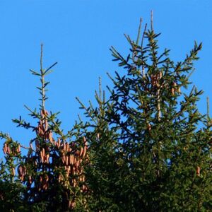 Pepinieres Naudet Epicéa Commun (Picea Abies) - Godet - Taille 20/40cm - Publicité