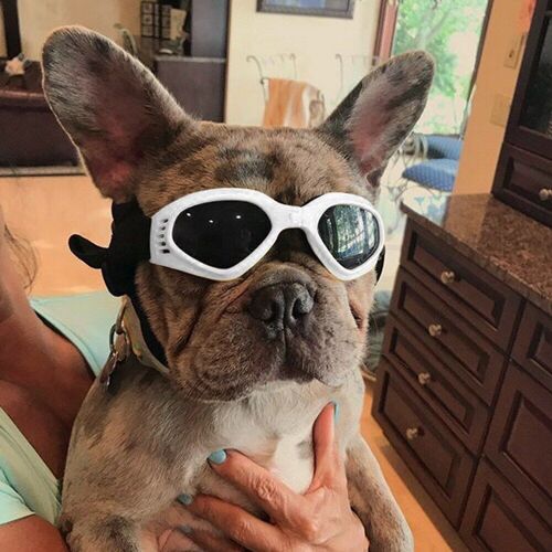 Lunettes De Soleil Pliables Pour Animaux De Compagnie, Accessoires De Mode Pour Animaux De Compagnie, Accessoires Photo Pour Chiens