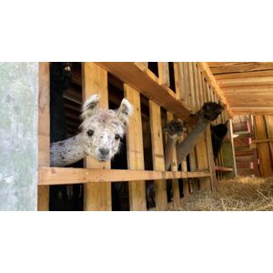 Cap Adrénaline Parc animalier à Mamirolle - Les samedis à la ferme - Publicité Cap Adrénaline Parc animalier à Mamirolle - Les samedis à la ferme - Publicité