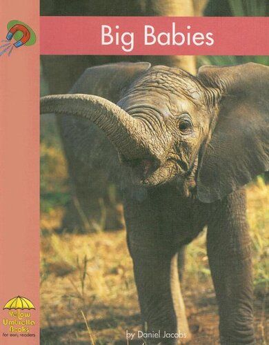 Daniel Jacobs Big Babies (Yellow Umbrella Books)