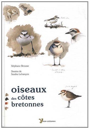 Stéphane Brousse Oiseaux Des Côtes Bretonnes