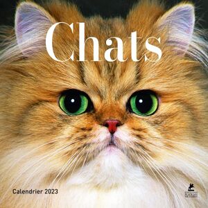 Camille Urbain Chats : Calendrier 2023 - Publicité Camille Urbain Chats : Calendrier 2023 - Publicité