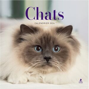 Camille Urbain Calendrier Chats 2024 - Publicité Camille Urbain Calendrier Chats 2024 - Publicité
