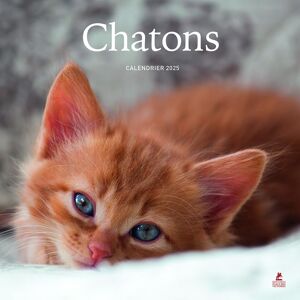 Collectif Chatons : Calendrier 2025 - Publicité Collectif Chatons : Calendrier 2025 - Publicité