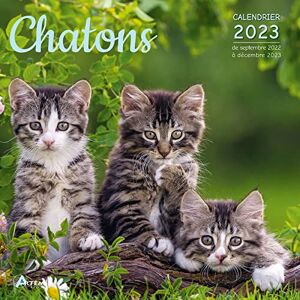 Artémis Chatons : Calendrier 2023 : De Septembre 2022 À Décembre 2023 - Publicité Artémis Chatons : Calendrier 2023 : De Septembre 2022 À Décembre 2023 - Publicité