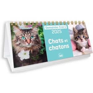 Chats Et Chatons 2025 - Publicité Chats Et Chatons 2025 - Publicité