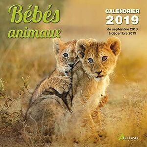 Collectif Bébés Animaux : Calendrier 2019 : De Septembre 2018 À Décembre 2019 - Publicité Collectif Bébés Animaux : Calendrier 2019 : De Septembre 2018 À Décembre 2019 - Publicité