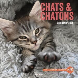 Calendrier Mural Chats Et Chatons 2025 - Publicité Calendrier Mural Chats Et Chatons 2025 - Publicité
