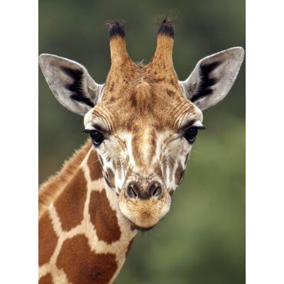 XXX Girafe - Publicité XXX Girafe - Publicité