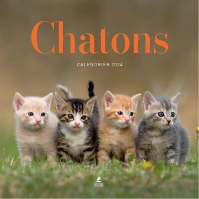 Camille Urbain Calendrier Chatons 2024 - Publicité Camille Urbain Calendrier Chatons 2024 - Publicité