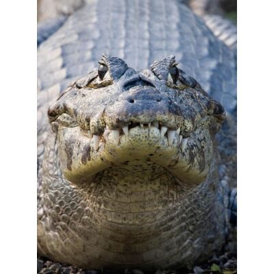 XXX Crocodile - Publicité XXX Crocodile - Publicité