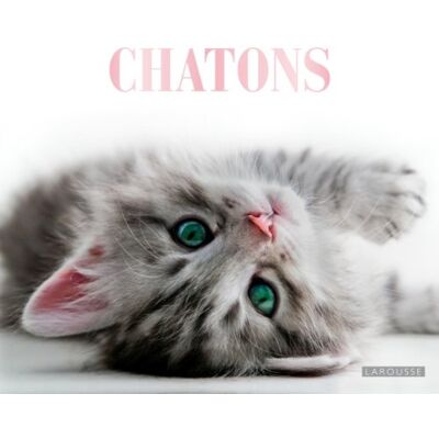 Larousse Chatons - Publicité Larousse Chatons - Publicité