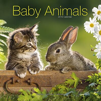 Avonside Publishing Ltd Baby Animals Calendar 2019 - Publicité Avonside Publishing Ltd Baby Animals Calendar 2019 - Publicité