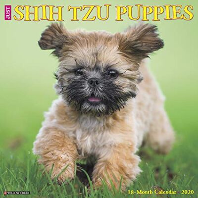 Willow Creek Press: Just Shih Tzu Puppies 2020 Wall Calendar - Publicité Willow Creek Press: Just Shih Tzu Puppies 2020 Wall Calendar - Publicité
