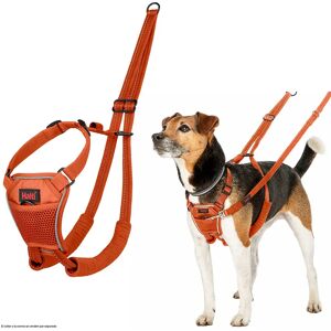 Company Of Animals Harnais Pour Chien Halti No Pull Orange L - Publicité Company Of Animals Harnais Pour Chien Halti No Pull Orange L - Publicité