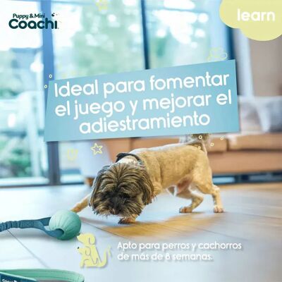 Harnais pour chiens Coachi - Accessoire pour animaux - Publicité Harnais pour chiens Coachi - Accessoire pour animaux - Publicité