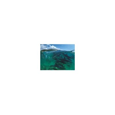 New York Puzzle Company - Bottlenose Dolphins - 1000 pièces - Puzzle - Publicité New York Puzzle Company - Bottlenose Dolphins - 1000 pièces - Puzzle - Publicité