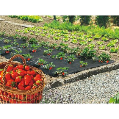 Nortene Film de paillage spécial fraises "Fresafilm" - 1,40 x 20 m - Publicité Nortene Film de paillage spécial fraises "Fresafilm" - 1,40 x 20 m - Publicité