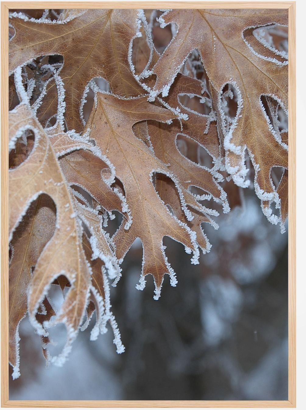 Bildverkstad Frosty Leafs Poster (30x40 cm)