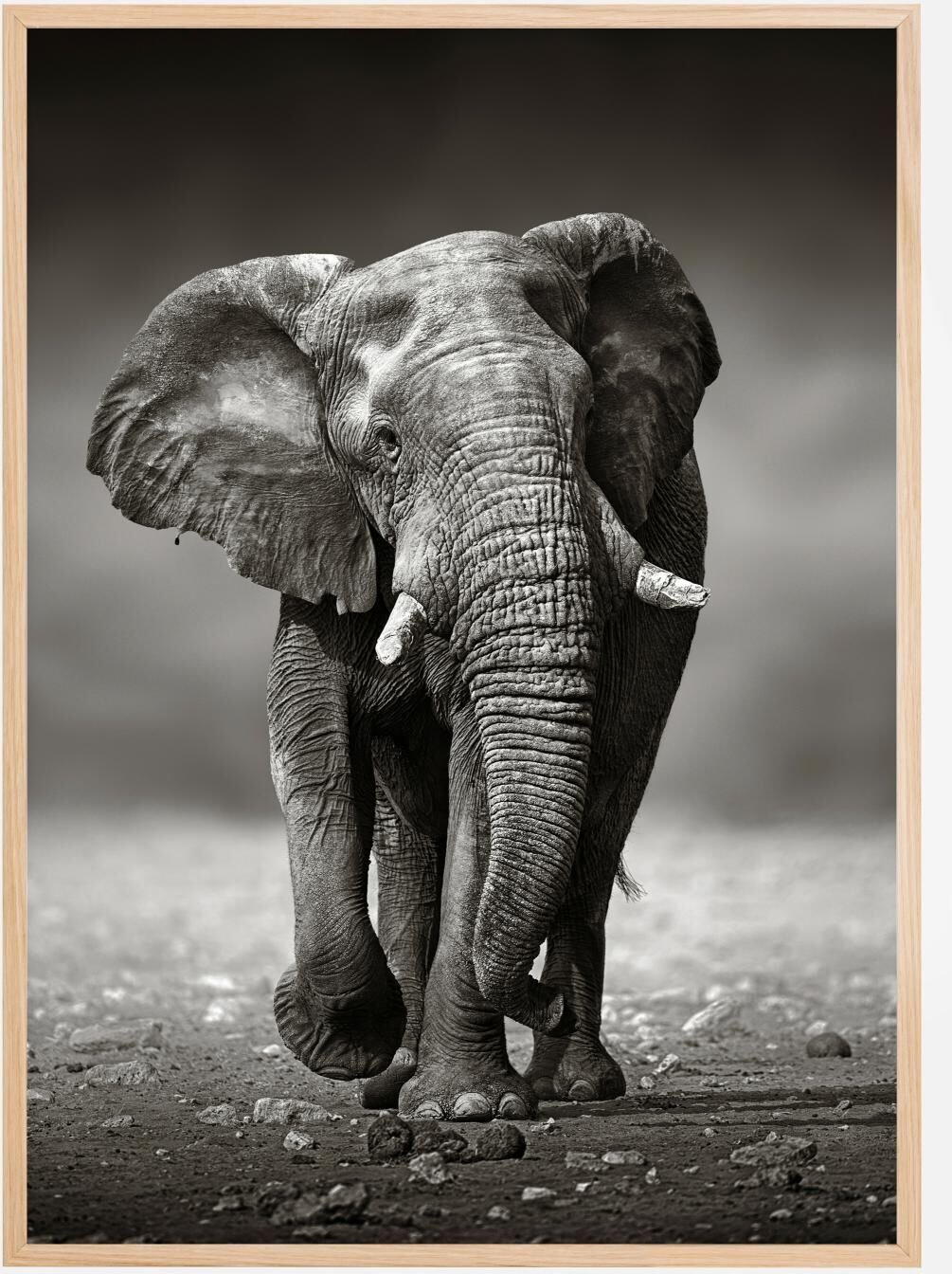 Bildverkstad Walking Elephant Poster (30x40 cm)