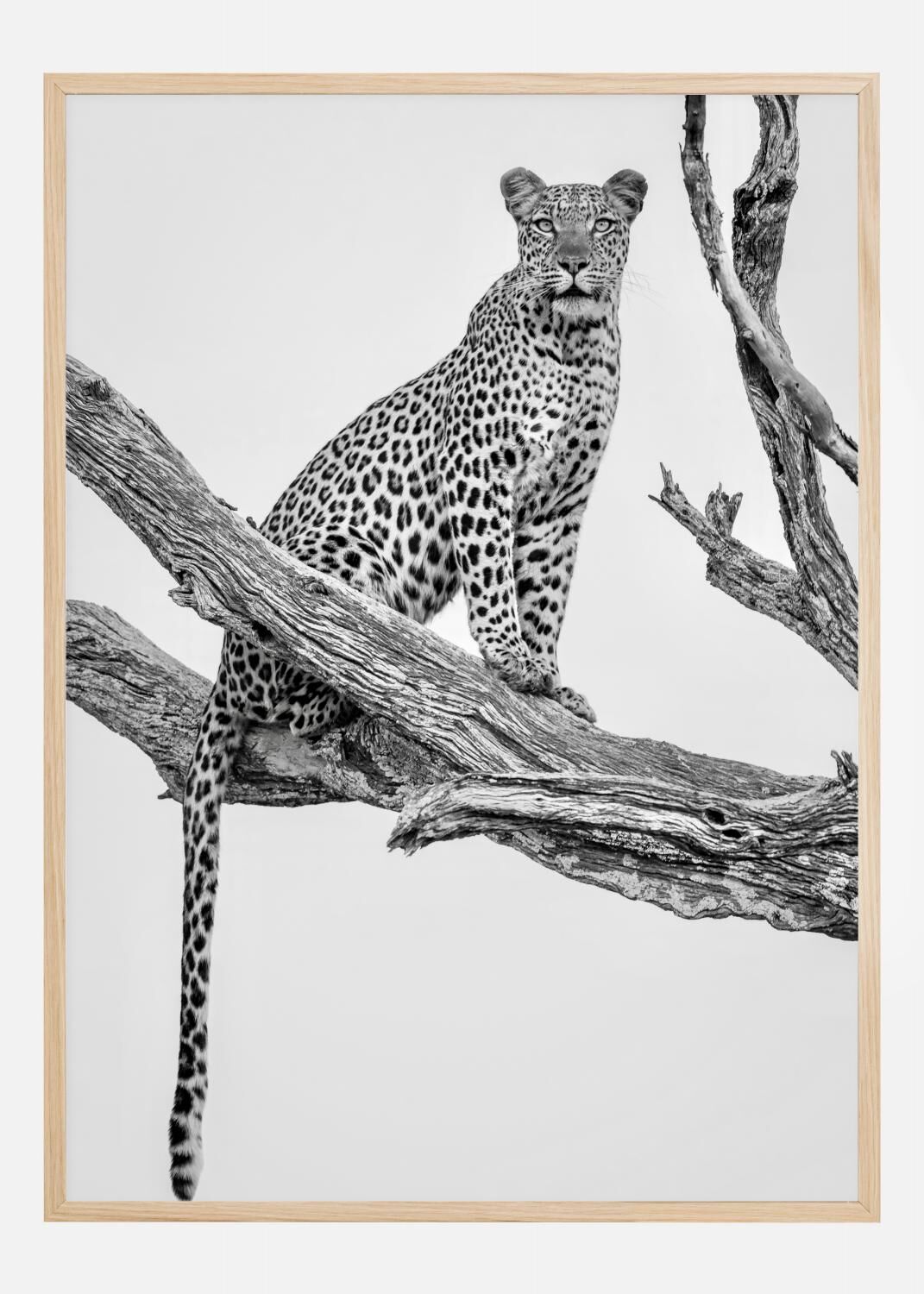 Bildverkstad Leopard Portrait Poster (30x40 cm)