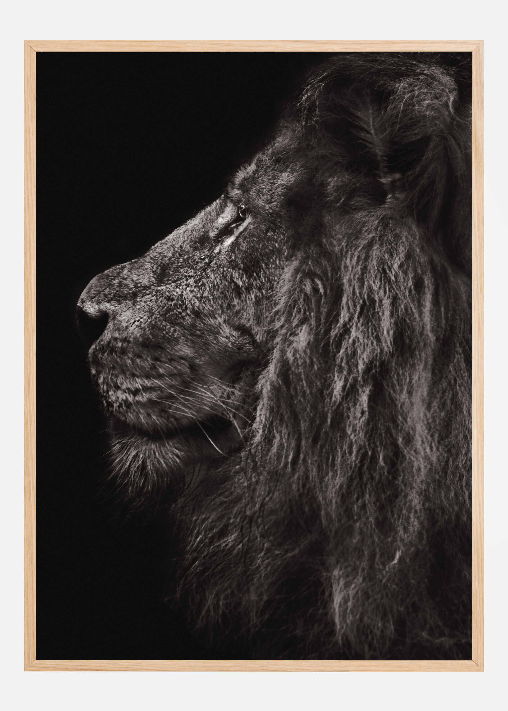 Bildverkstad Lion In Profile Poster (30x40 cm)