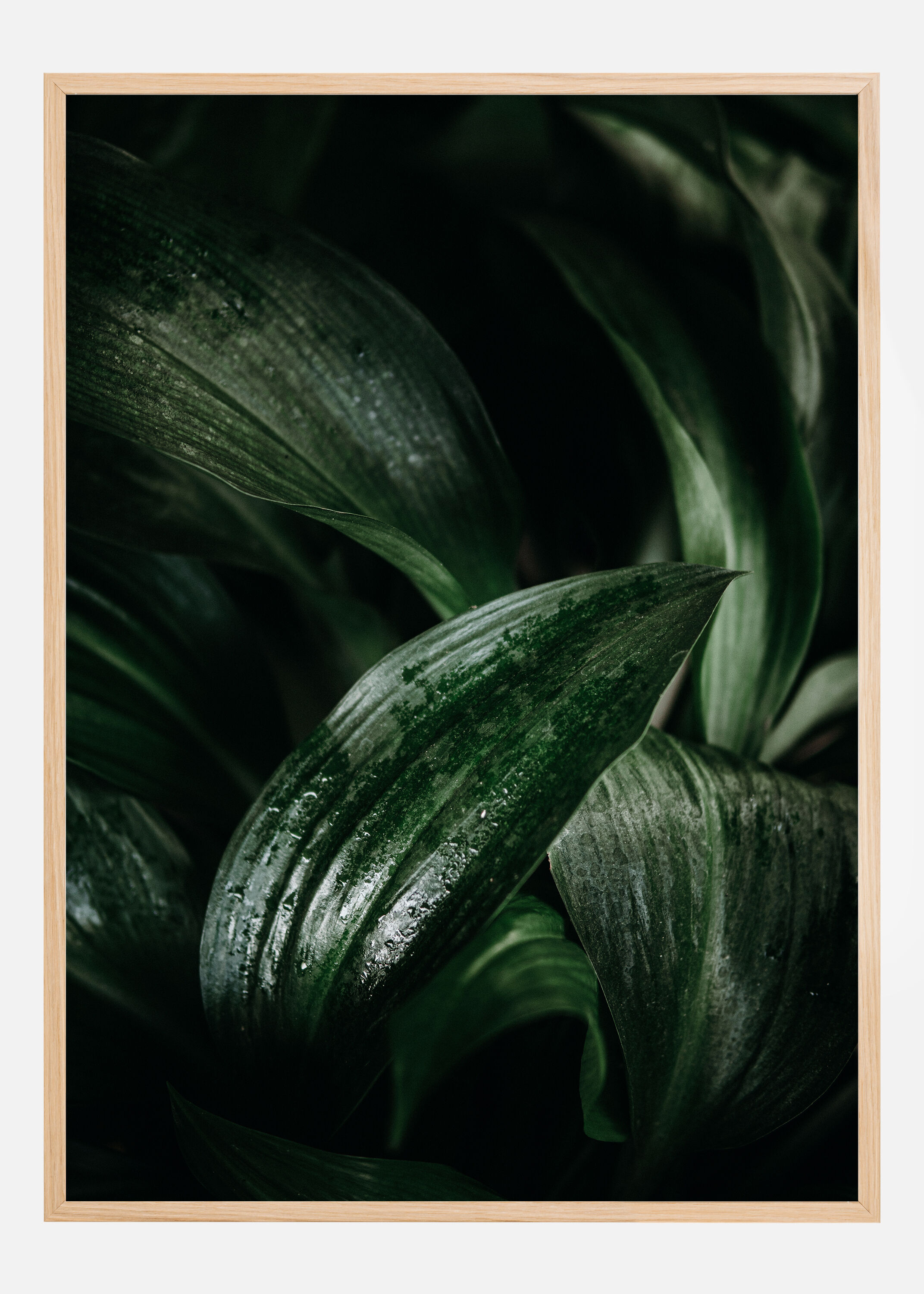 Bildverkstad Plant Poster (30x40 cm)