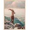 Bildverkstad Mountain Goat Poster (30x40 cm)