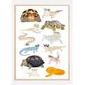 Bildverkstad Reptiles In Glasses Poster (30x40 cm)